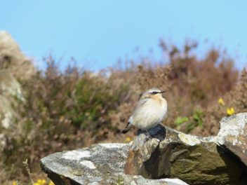 Wildlife at Hillfort Camping